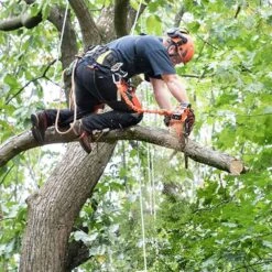 Echo DCS-2500T 56 EFORCE Cordless Top Handle Chainsaw (Bare Tool) -Garden Tool Store echo dcs 2500t chainsaw lifestyle 2