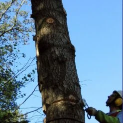 GTM Professional Conyfair Rattlewedge Splitter -Garden Tool Store rattlewedge lifestyle 3